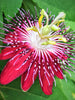 Passion Flower Pink - Creepers & Climbers