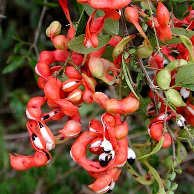 Pithecellobium dulce/Manila tamarind - Fruit Plants & Tree– Exotic Flora