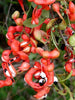 Pithecellobium dulce/Manila tamarind  - Fruit Plants & Tree