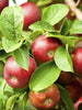 Apple Red (Grafted) - Fruit Plants & Tree - Exotic Flora