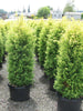 Juniperous Golden - Ornamental Shrubs