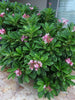 Plumeria singapore pink dwarf - Flowering plants