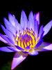 Water Lily  Purple - Aquatic Plants