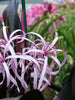 Crinum Lily Purple - Flowering Plants