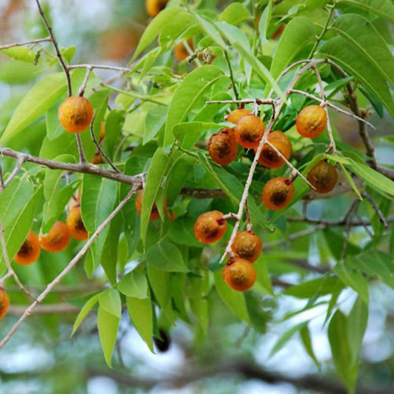 Soapnut / Ritha / Sapindus - Avenue Treesβ Exotic Flora