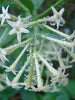 Cestrum nocturnum/Raat Ki Rani - Flowering Plants