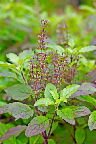 Sree Rama Tulasi - Auspicious Plant