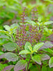 Sree Rama Tulasi - Auspicious Plant