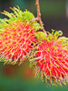 Rambutan Fruit  - Fruit Plants & Tree