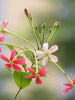 Rangoon Creeper Hybrid - Creepers & Climbers