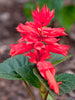 Salvia Red - SEASONALS