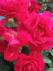 Thornless Rose - Flowering Plants