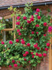 Rosa Crimson Glory Red - Creeper & Climbers