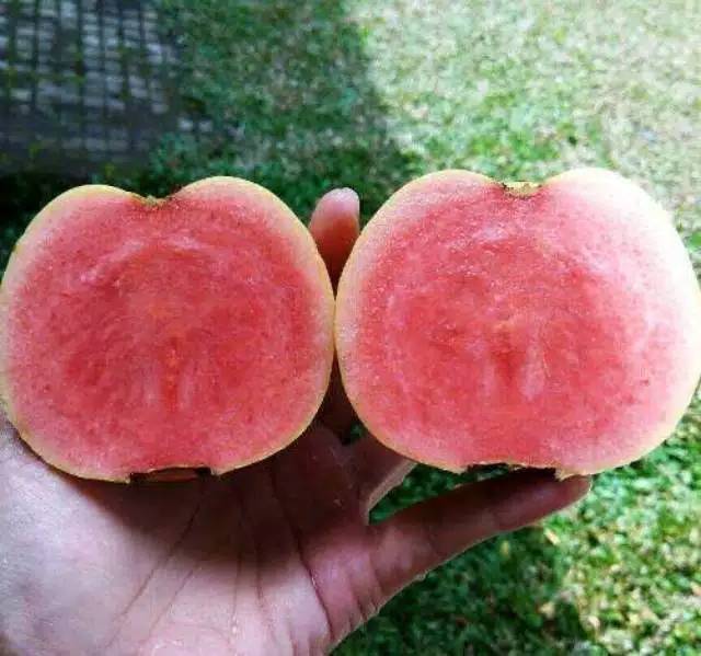 Red Diamond Guava - Seedless Guava– Exotic Flora