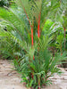 Cyrtostachys Renda C.lakka - Palms