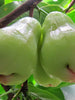 Water Apple Hybrid White- Fruit Plants & Tree