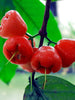 Water Apple Hybrid Red - Fruit Plants & Tree