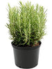 Rosemary Plant - Herbs