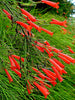 Russelia equisetiformis Red - Ornamental Flowering Plants