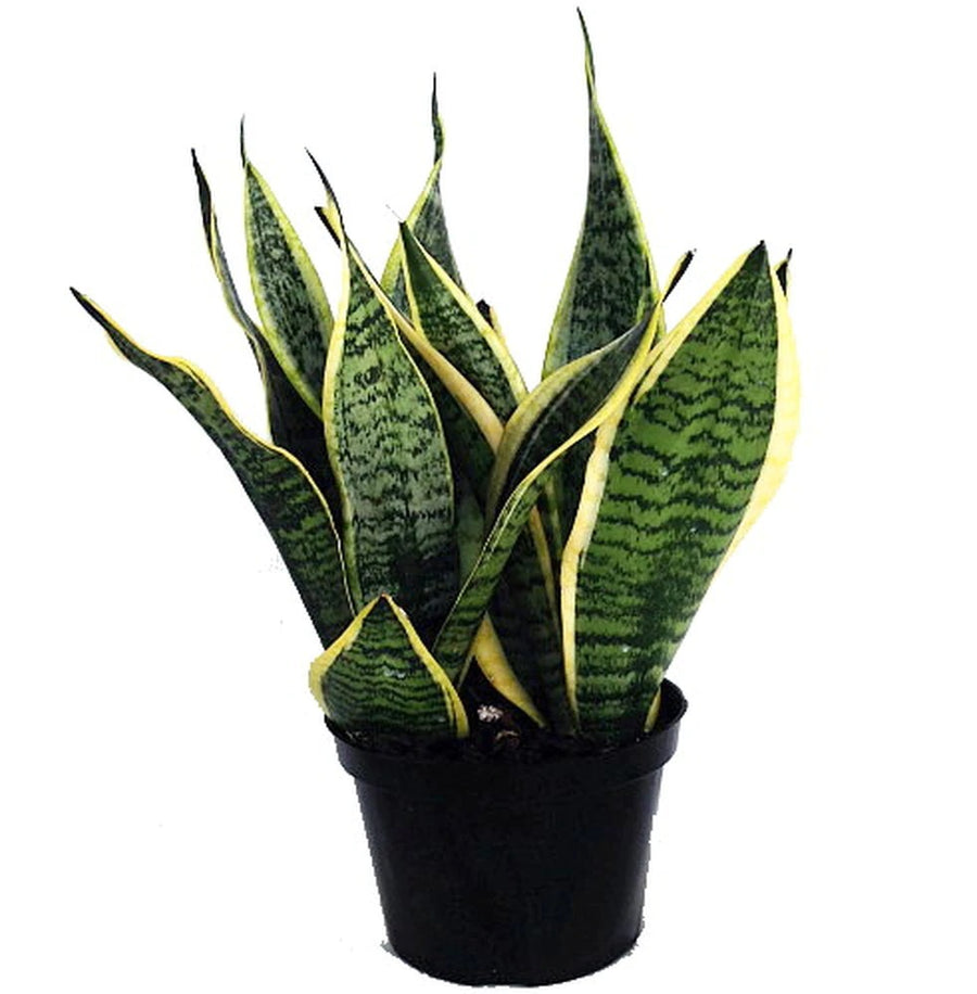 mother-in-law's tongue indoor plant benefits Mother in Law's Tongue/Snake Plant