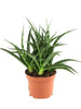 Sansevieria steel - Indoor Plants