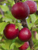 Plum Fruit  (Grafted) - Fruit Plants & Tree