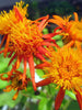 Senecio Orange - Creepers & Climbers