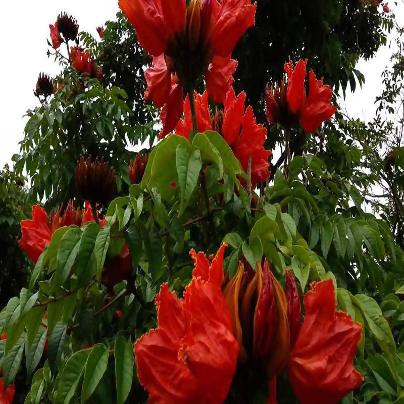 Spathodea campanulata - Flowering Trees– Exotic Flora