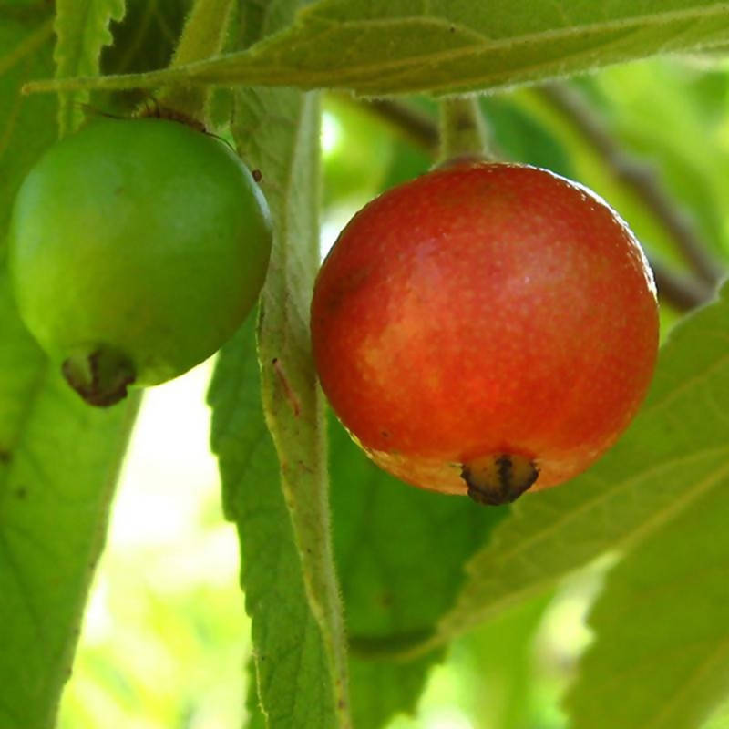 Singapore Cherry/Jamaica Cherry