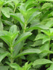 Stevia/Natural Sweetener - Herbs & Kitchen Plants
