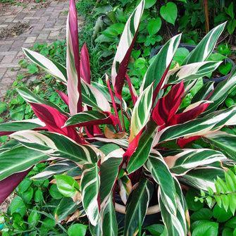 Stromanthe Triostar - Indoor Plants