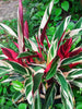 Stromanthe Triostar - Indoor Plants