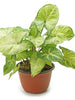Syngonium Podophyllum - Indoor Plants