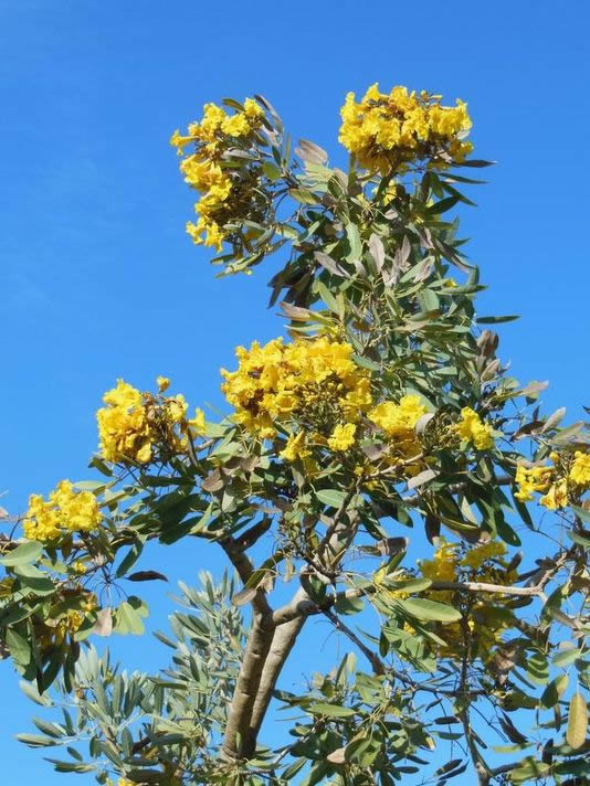 Tabebuia Argentea - Avenue Trees Exotic Flora