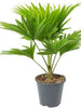 Table/Umbrella Palm - Indoor Plants