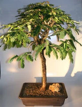 Tamarindus Indica Lmli - Bonsai