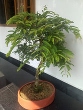 Tamarindus Indica Lmli - Bonsai