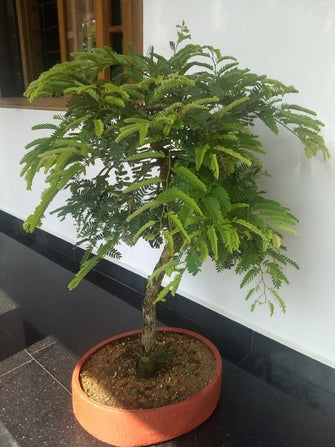 Tamarindus Indica Lmli - Bonsai