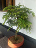 Tamarindus Indica Lmli - Bonsai
