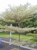 Terminalia mantaly Variegata - Avenue trees