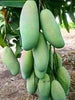 Thailand Mango (Grafted) - Fruit Plants & Tree
