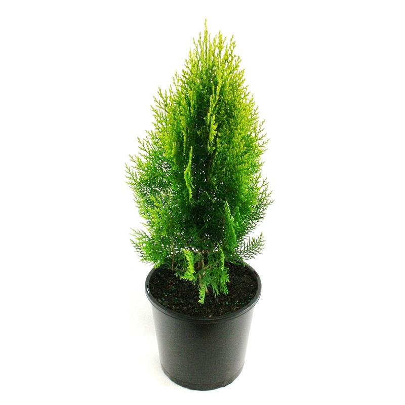 Thuja orientalis Gold - Ornamental Plants– Exotic Flora