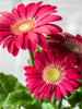 Gerbera Plant Dark pink - Top Bed Room