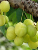 Star Gooseberry/Phyllanthus acidus- Fruit Plants & Tree