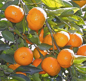 Exotic Fruit Plants