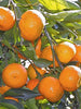 Orange Nagpur(Grafted) - Fruit Plants & Tree