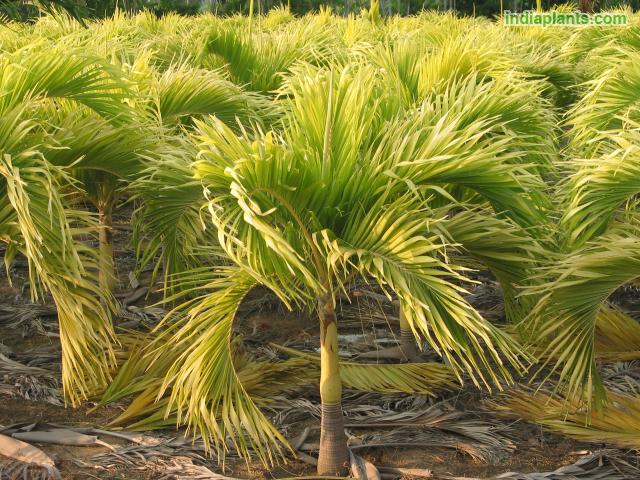 gold palm plant Veitchia Merreilii Golden