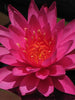 Water lily Dark Pink - Aquatic Plants