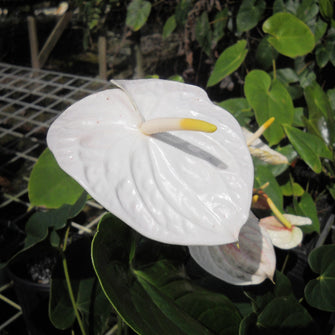 Anthurium Andreanum White - Gift Plants - Exotic Flora