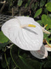 Anthurium Andreanum White - Gift Plants - Exotic Flora